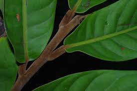 Image result for Uvariodendron