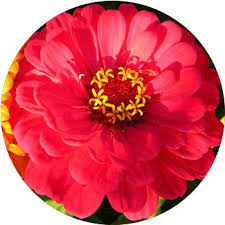 See more ideas about flower names, flowers, wedding flowers. 41 Types Of Red Flowers Proflowers Blog