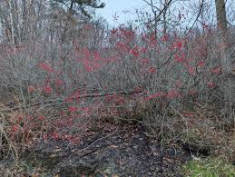 Image result for Sabicea orientalis