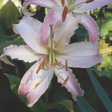The plants grow from bulbs, rhizomes or corms. Oriental Lily Indoors Lilium Orientalis My Garden Life