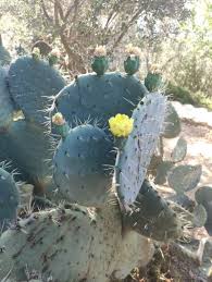 Image result for Clutia robusta