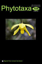 Image result for Monotes glaber