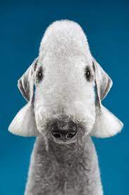 adorable dog portraits capture beautiful diverse breeds and personalities dog portraits dog show every dog breed