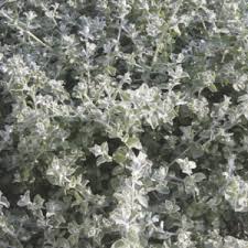 Image result for Helichrysum argyranthum