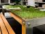 Potted Grass