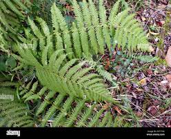 Image result for Amauropelta bergiana