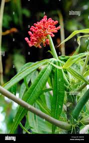 Image result for Jatropha multifida