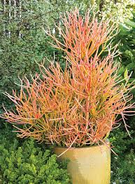 Image result for Euphorbia williamsonii