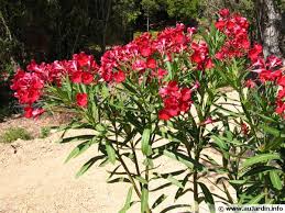 Maybe you would like to learn more about one of these? Laurier Cerise Laurier Palme Prunus Laurocerasus Planter Cultiver Multiplier