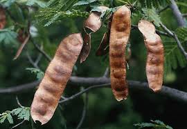 Image result for Albizia amara