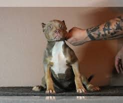 Find the perfect american bully puppy for sale in florida, fl at puppyfind.com. Puppyfinder Com American Bully Puppies Puppies For Sale Near Me In Florida Usa Page 1 Displays 10