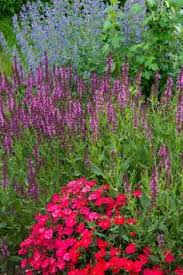 Town office of rocky mountain house is the closest landmark to canalta rocky mountain house. 33 Rocky Mountain Flowers Ideas Flowers Plants Perennials