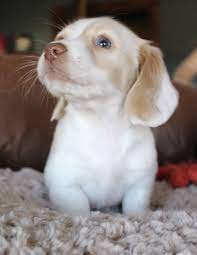 Can be viewed with mother, we frisbydanes mesa, az 85209. Cream Piebald Miniature Dachshund Puppy At Muddy River Dachshunds Dachshund Puppies For Sale Dachshund Puppies Daschund Puppies