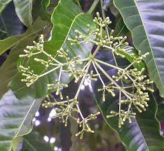 Image result for Rauvolfia vomitoria