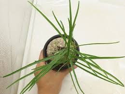 Image result for Ipomoea welwitschii