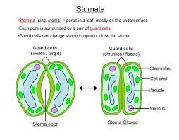 Check spelling or type a new query. How Do The Guard Cell Regulate Opening And Closing Of Stomatal Pores Explain With The Help Of Diagram Brainly In