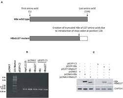 Law is a system of rules created and enforced through social or governmental institutions to regulate behavior, with its precise definition a matter of longstanding debate. Decoding The Genetics Of Viral Evolution Frontiers Research Topic