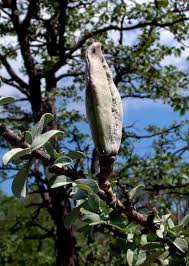 Image result for Sesamothamnus lugardii