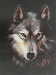 Image Result For Wolf Pictures 3d Wolf Face Australian Shepherd Australian Shepherd Training