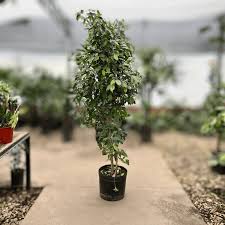 Image result for ficus benjamina en casa