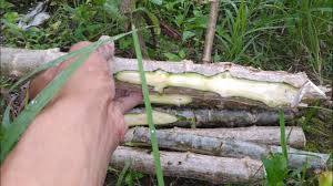 Memang seronok dapat tuai hasil dari kebun sendiri. Cara Menanam Ubi Kayu