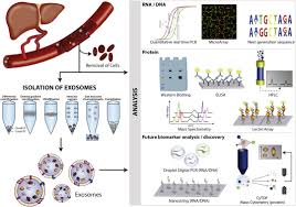 Prospects In Non Invasive Assessment Of Liver Fibrosis Liquid Biopsy As The Future Gold Standard Sciencedirect