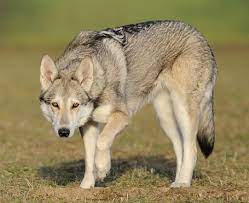 Ich finde die saarloswolfshunde gaanz toll ! Saarloos Wolfhond Hunderasse S Hundeseite De