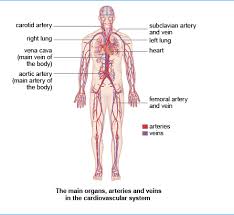 Thoracic aorta, abdominal aorta, iliac arteries veins: 32 Label The Major Arteries And Veins Labels For Your Ideas