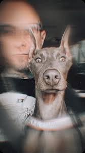 Xena The Road Warrior Princess! I’m her emotional support human. ,  🤘🏻😈🤘🏻