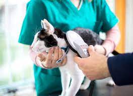 However, a microchip is only as good as the details we will help to ensure your details are up to date with your pet's microchip. Are Your Pets Microchip Details Up To Date Vetkind Pty Ltd
