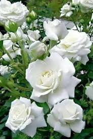 Browse our directory of cancer financial assistance providers and get the help you are seeking. Financial Assistance Nancy S List