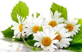 Bildergebnis für ромашка