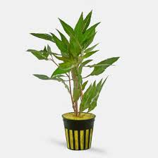 Image result for Hygrophila spiciformis