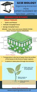 Maybe you would like to learn more about one of these? Transgenic Animals Online Biology Notes