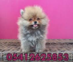 Bestdogheaven Boo Dog Kopek