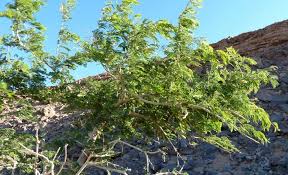 Image result for Faidherbia albida