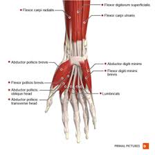 It serves as the upper attachment point for the superficial muscles of the front of the forearm Flexor Tendon Injuries Physiopedia