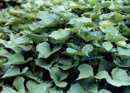 Check spelling or type a new query. Canoe Plants Of Ancient Hawai I Uala