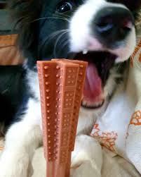 Pip With His First Doner Kebab Shaped Bone Donerkebab Bordercollie Dogs Dogsofinstagram Glassware Kebab Shot Glass