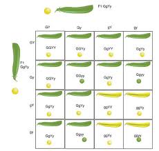 Free download dihybrid punnett square practice problems answer key author: Punnett Squares Ck 12 Foundation