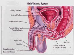 Bladder cancer signs and symptoms. national institute of diabetes and digestive and kidney diseases. Improving Men S Health Innovations In The Treatment Of Prostate Cancer