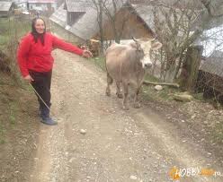 Produse din lapte de vaca, oaie, bivolita: Vand Vaca Gestanta 9 Hobby Zoo Ro