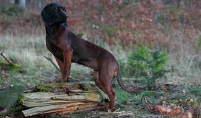 Hunde , katzen , pferde , kleintiere , nutztiere , reptilien , fische , vögel. Bayerische Gebirgsschweisshund Rassebeschreibung