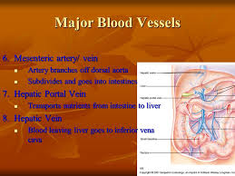 These vessels transport blood cells, nutrients, and oxygen to the tissues of the body. Part 3 Blood Vessels Function Structure Location Ppt Video Online Download