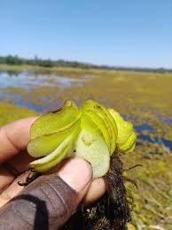 Image result for Salvinia hastata