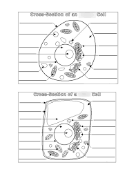 Maybe you would like to learn more about one of these? Parts Of A Eukaryotic Cell Diagram Quizlet