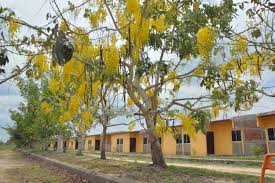 Located in arequipa, lluvia de oro hostal is in the city center and near the airport. No Autorizamos Reasentamiento En Lluvia De Oro Concejo De Malambo