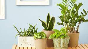 10 piante per purificare l aria di casa cure naturali it. Le Migliori 5 Piante Che Purificano L Aria Dallo Smog Pianteinforma It