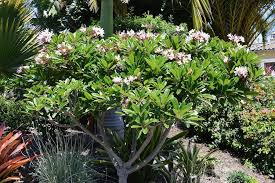 Plumeria Obtusa Dwarf Singapore Pink Planting Flowers Plumeria Tree Garden Trees