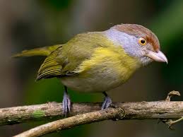 Image result for Vepris rogersii